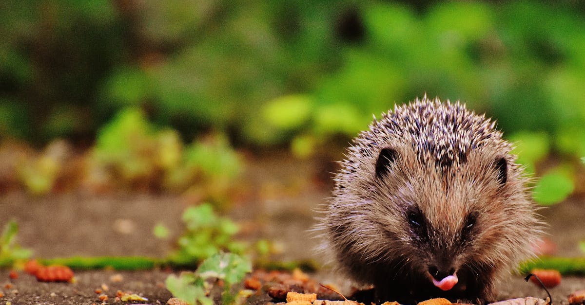 découvrez tout sur le hérisson : son mode de vie, ses habitudes alimentaires et ses astuces pour l'accueillir dans votre jardin. informations utiles et conseils pour protéger cet animal fascinant !