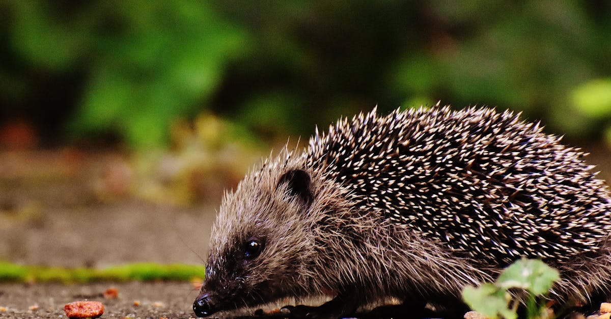 découvrez tout sur le hérisson : son mode de vie, son alimentation, ses comportements et comment lui offrir un environnement adapté, que ce soit dans la nature ou comme animal de compagnie.