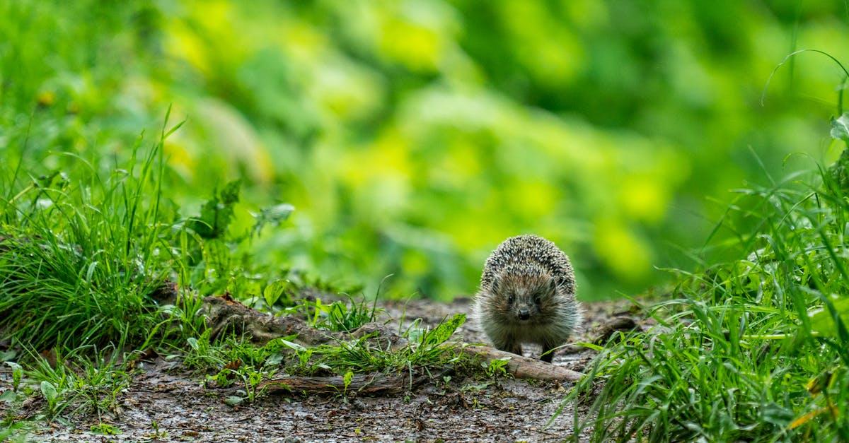 découvrez le hérisson, un petit mammifère nocturne connu pour ses piquants et son comportement discret. apprenez tout sur son habitat, son alimentation et ses astuces de survie.