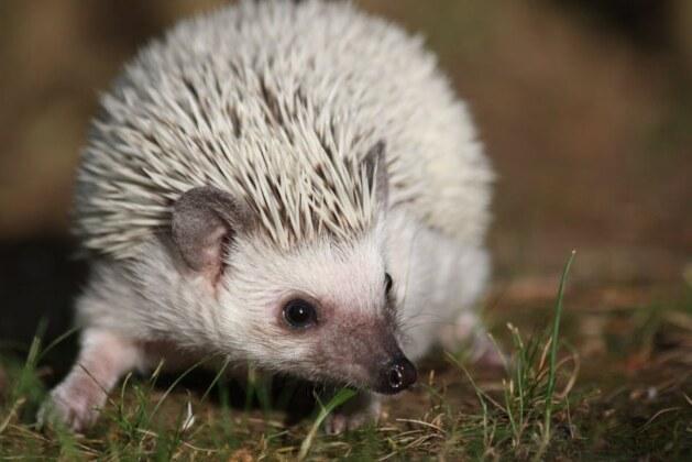 Quel est le nom du petit hérisson ?