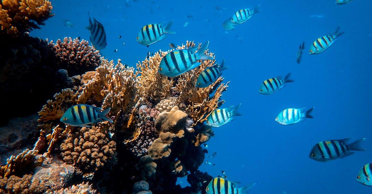 découvrez la signification du terme 'majority', son utilisation en français, ainsi que des exemples concrets pour mieux comprendre ce concept important dans différents contextes.