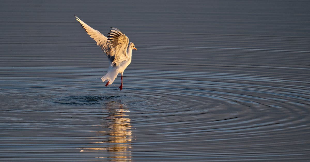 découvrez le moyen royaume, une fascinante période de l'histoire chinoise marquée par des avancées culturelles, politiques et économiques. plongez dans l'héritage de cette époque où l'art, la philosophie et les idées ont prospéré, façonnant ainsi l'identité chinoise.