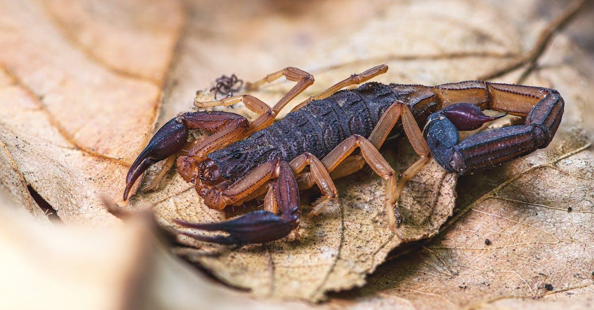 découvrez tout sur le scorpion : son mode de vie, ses caractéristiques fascinantes, où il vit, ses dangers et ses particularités uniques dans le monde animal.