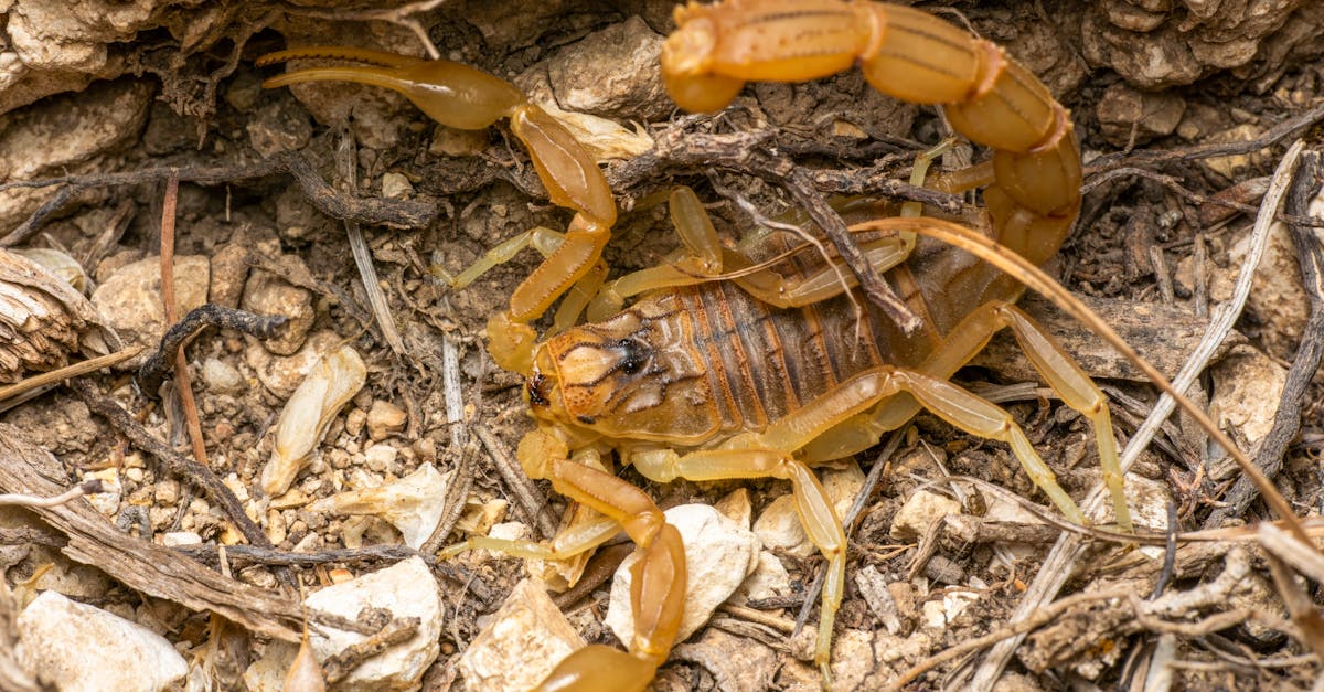 découvrez tout sur le scorpion : son habitat, ses particularités, son comportement et les précautions à prendre face à cet animal fascinant mais parfois dangereux.