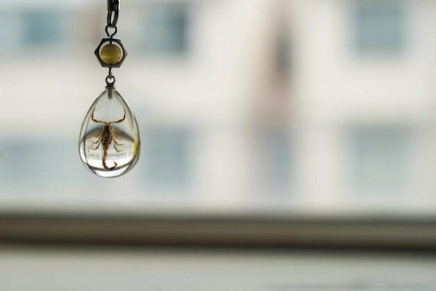 Quel scorpion est le plus dangereux pour les humains ?