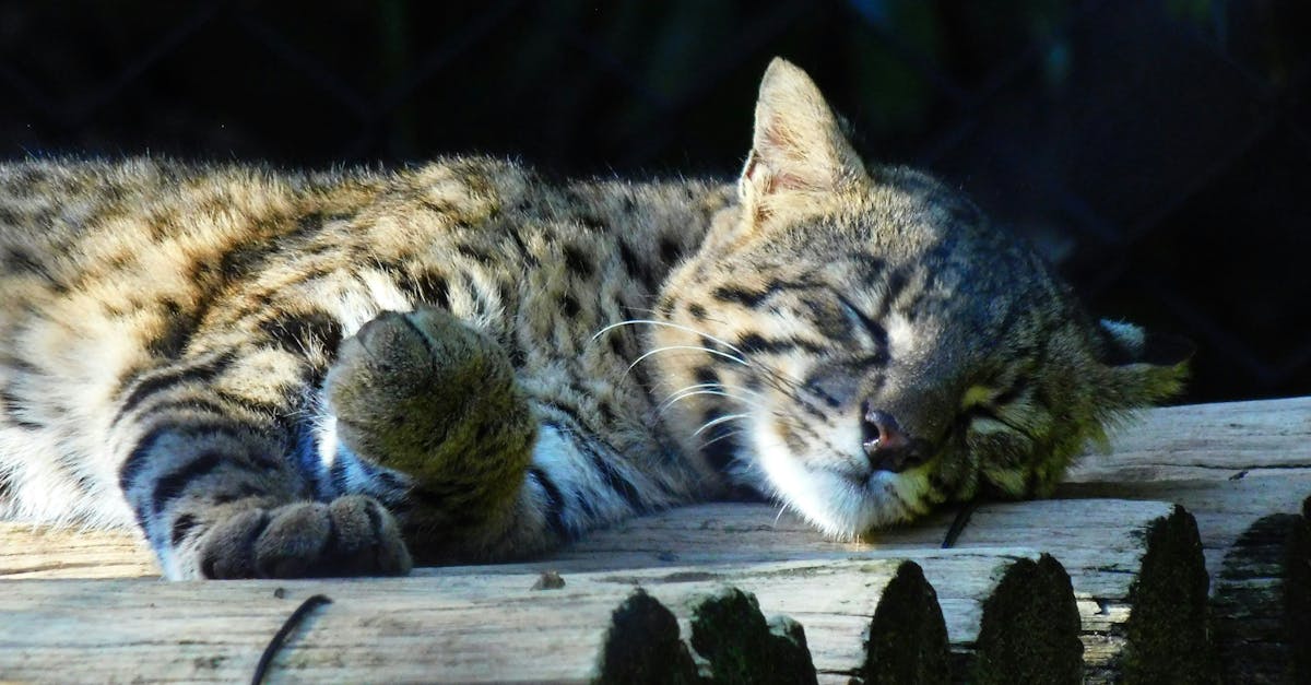 découvrez tout sur les zoos : leur rôle dans la conservation, les espèces animales hébergées, les activités éducatives proposées et les meilleures adresses à visiter en famille en france.