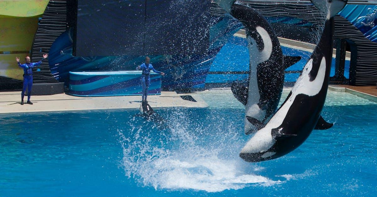 découvrez tout sur les zoos : leur histoire, leur rôle dans la préservation des espèces, les activités pour toute la famille et des conseils pour organiser votre visite.