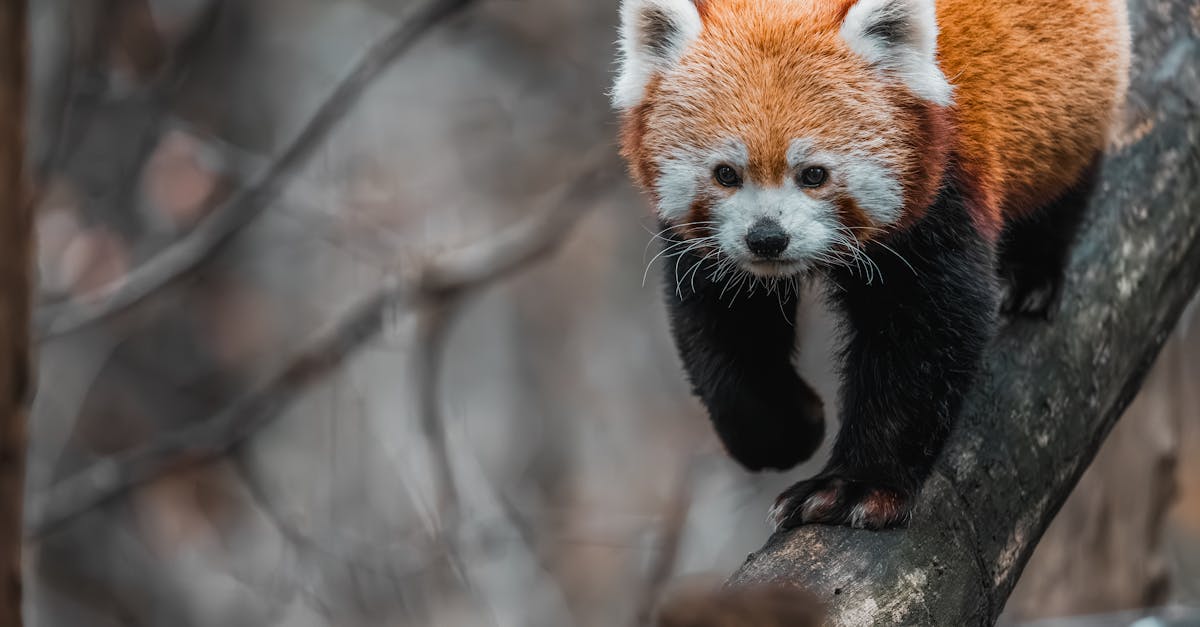 découvrez le monde fascinant des zoos : leur histoire, leurs missions de conservation animale, les espèces emblématiques à observer, et les conseils pour organiser une visite enrichissante et éducative, en famille ou entre amis.