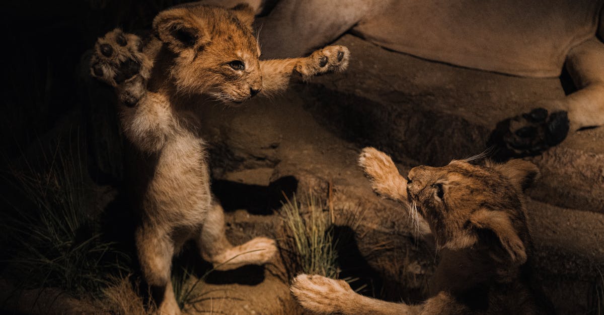 découvrez les zoos : lieux de conservation, d'éducation et de loisirs où admirer une grande diversité d'animaux venus du monde entier. infos, conseils de visite et actualités sur les parcs zoologiques.