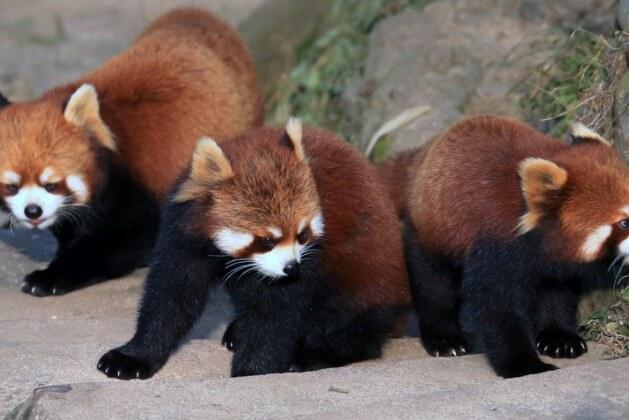 Découvrez les zoos les plus étonnants à visiter dans le monde