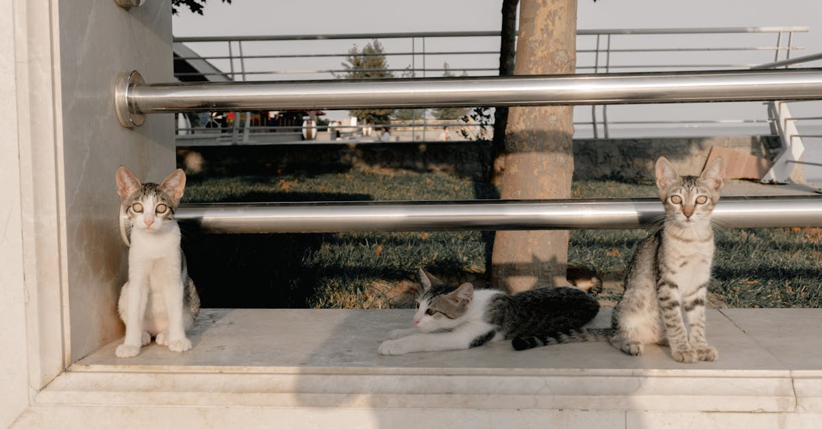 découvrez la signification, l'ambiance et les activités idéales à faire lors de l'après-midi. profitez de conseils et d'idées pour rendre vos après-midis agréables et productifs.