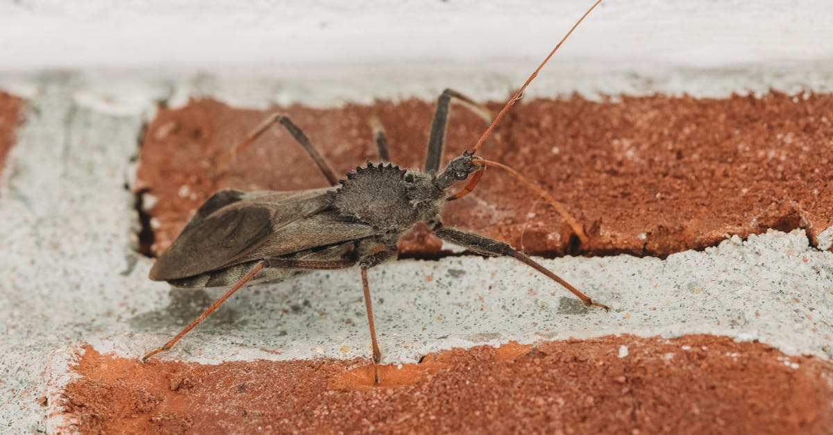 découvrez tout ce qu'il faut savoir sur l'assassinat : définitions, contextes historiques, motivations et conséquences, ainsi que les enjeux judiciaires et sociaux liés à cet acte extrême.