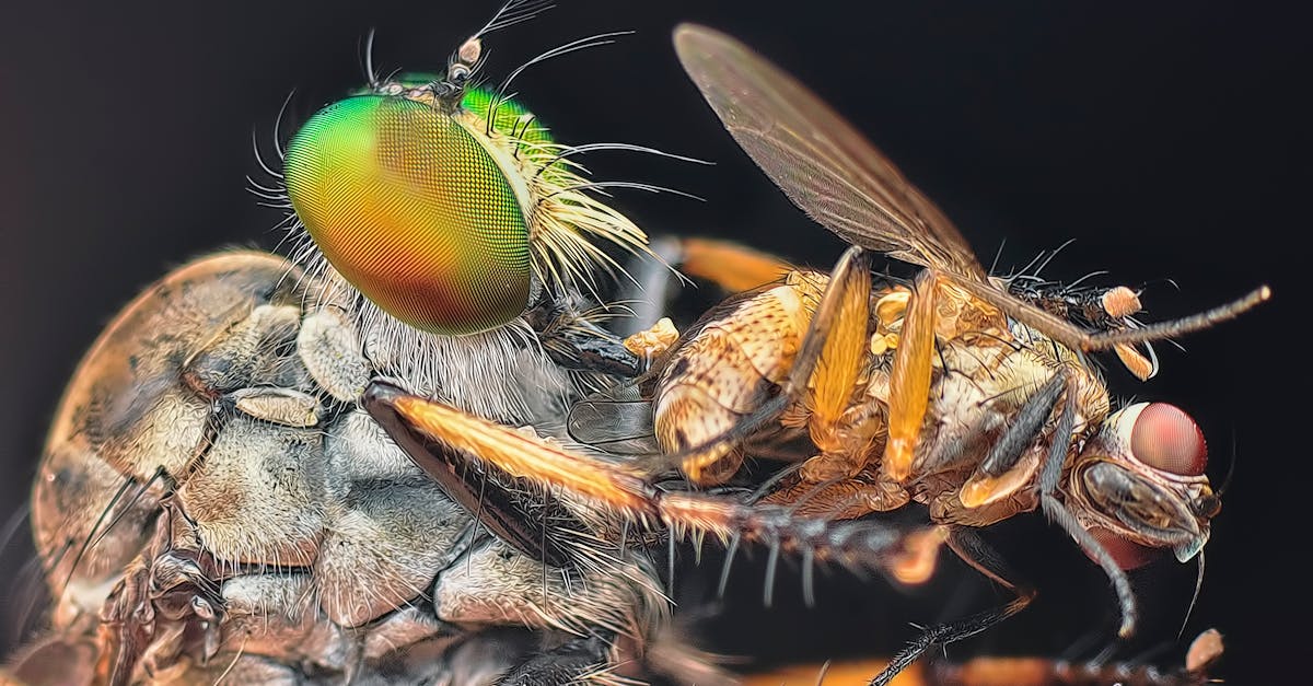 découvrez la définition, l’histoire et les conséquences de l’assassinat, un acte criminel prémédité qui suscite de nombreux débats dans la société actuelle.