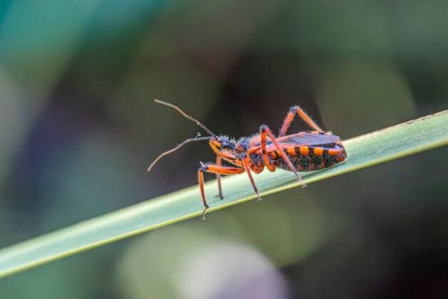 La véritable histoire de l’assassinat d’Henri de Guise par Henri III de France