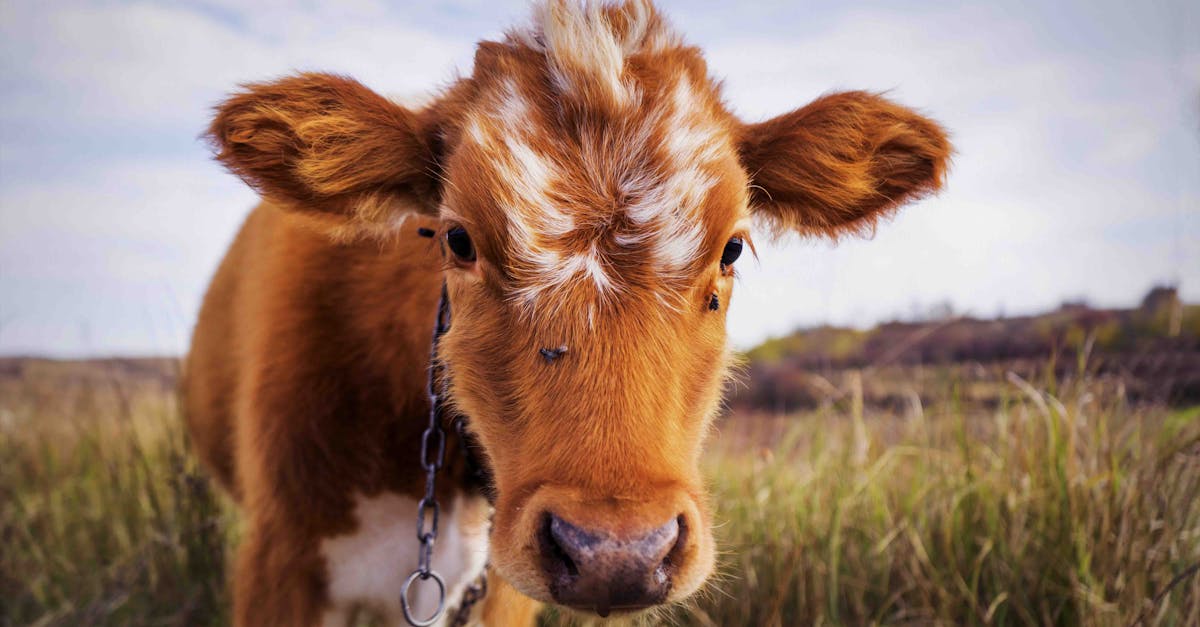 découvrez tout ce qu'il faut savoir sur le muscle du mollet (calf) : anatomie, exercices pour le renforcer, conseils et astuces pour améliorer vos performances sportives et prévenir les blessures.