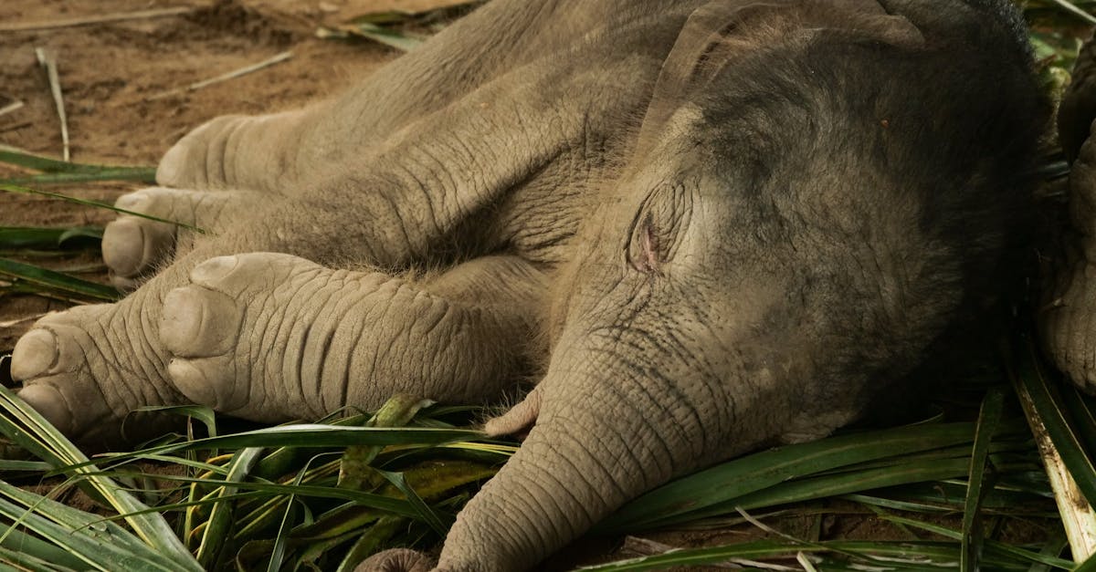 découvrez tout ce qu'il faut savoir sur le mollet (calf) : anatomie, exercices pour le renforcer, conseils pour éviter les blessures et améliorer vos performances sportives.