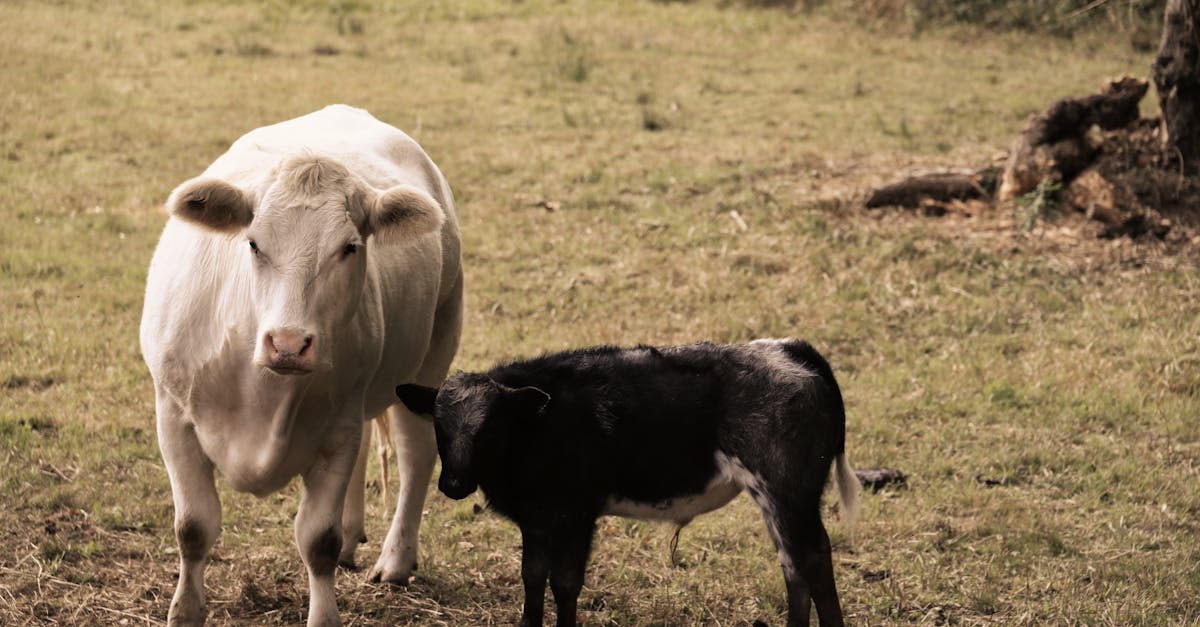 découvrez tout sur le muscle du mollet (calf) : anatomie, fonctions et exercices pour le renforcer. idéal pour sportifs et passionnés de fitness.