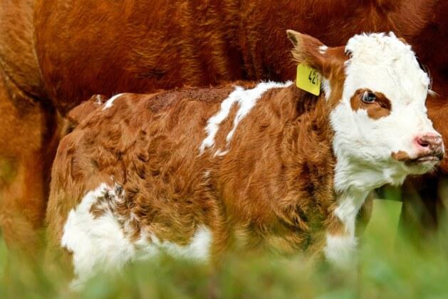 Quel est le nom du petit du chameau ?