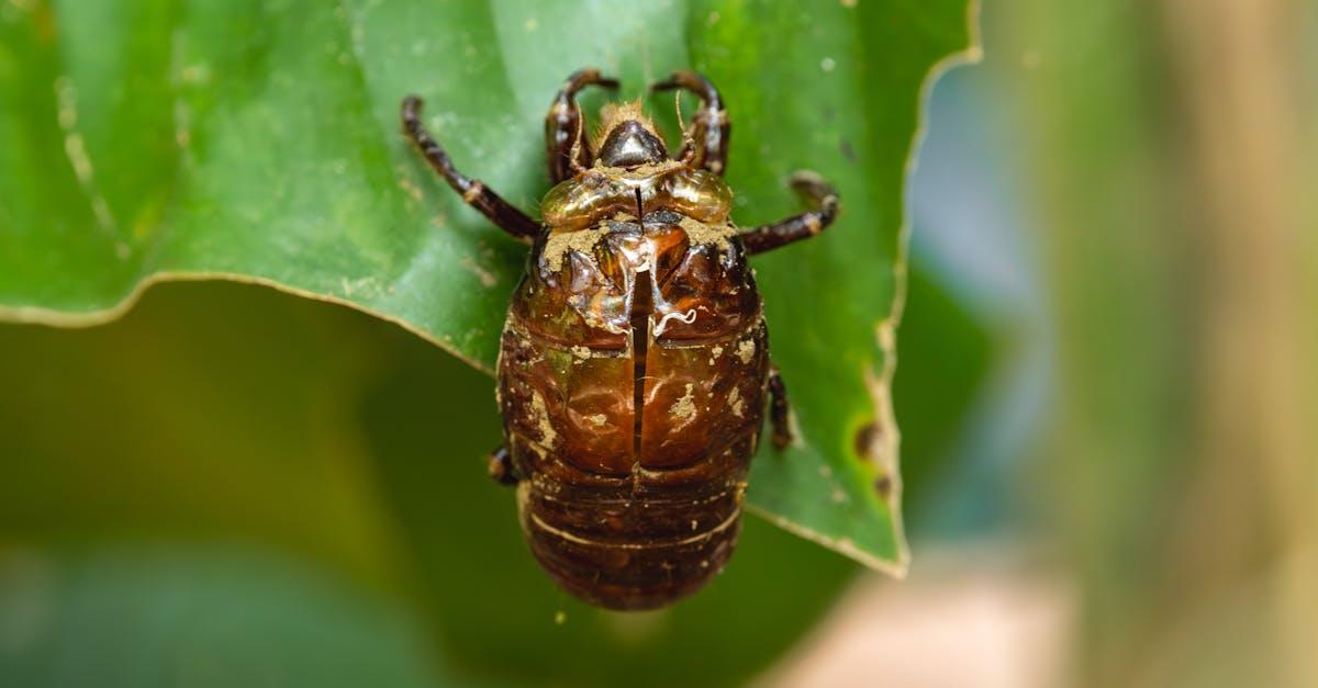 découvrez tout sur la cigale : son cycle de vie, son chant emblématique, ses habitats et son rôle dans l'écosystème. informations, curiosités et conseils pour mieux connaître cet insecte fascinant.