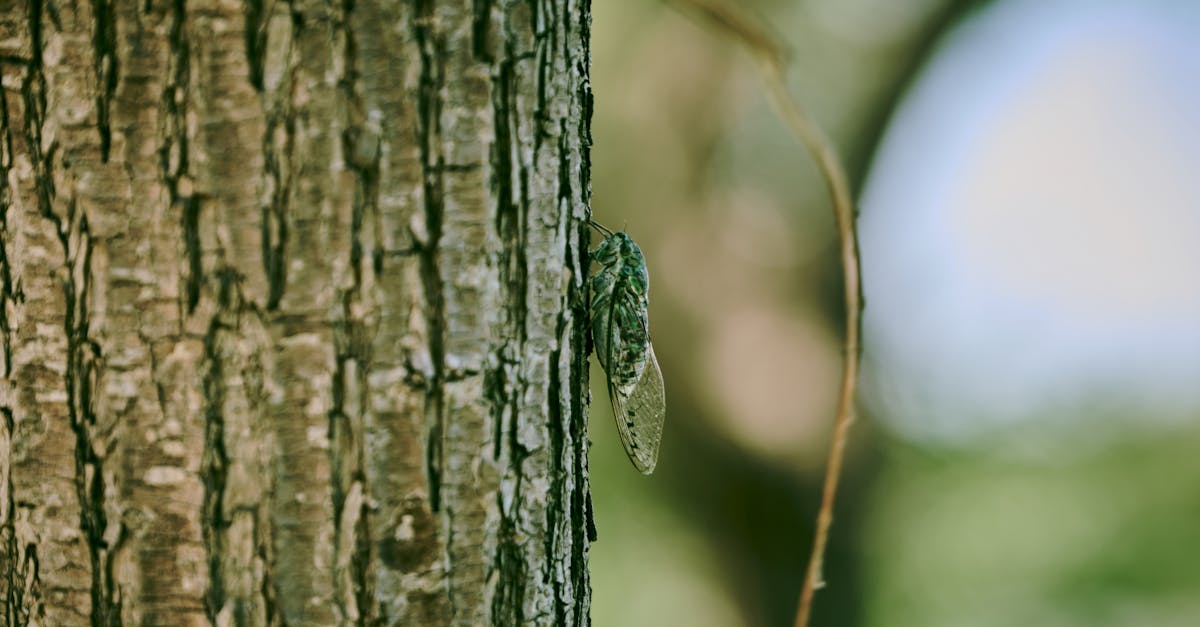 découvrez tout sur la cigale : son cycle de vie, son chant emblématique, ses habitats préférés et les mystères qui entourent cet insecte fascinant.