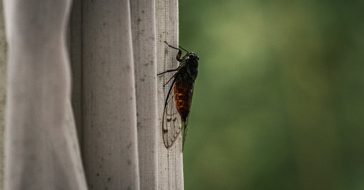 découvrez tout sur la cigale : son mode de vie, son cycle, ses chants emblématiques de l’été et son importance dans la nature. plongez dans l’univers étonnant de cet insecte fascinant !