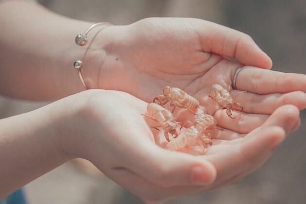 Quel est le chant de la cigale et son nom ?