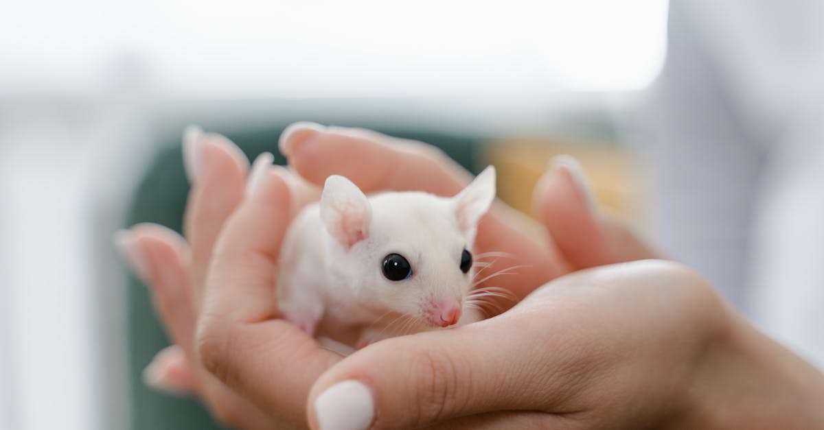 découvrez les différences entre le rat des villes et le rat des champs : mode de vie, alimentation, astuces pour les reconnaître et anecdotes fascinantes sur ces rongeurs emblématiques.