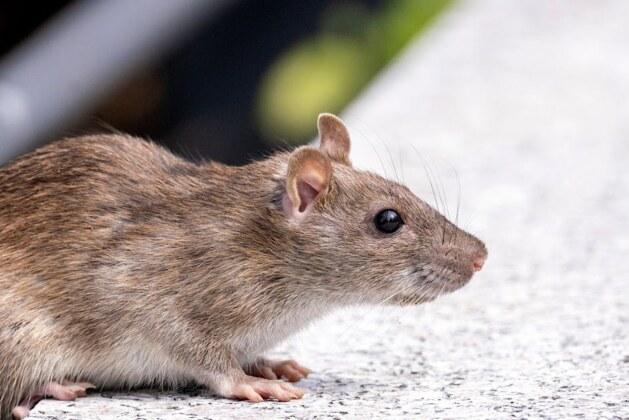 Quelle est la différence entre un rat des champs et un rat des villes ?