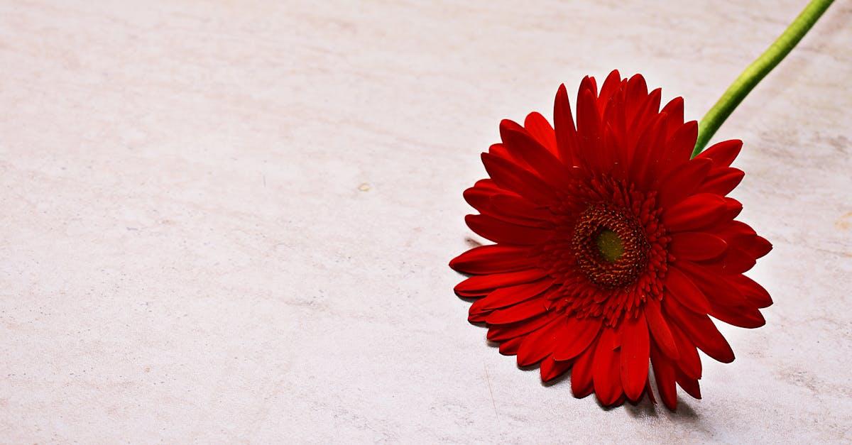 découvrez tout ce qu’il faut savoir sur la marguerite, appelée aussi ‘daisy’ : signification, origines, conseils d’entretien et idées déco autour de cette fleur emblématique !