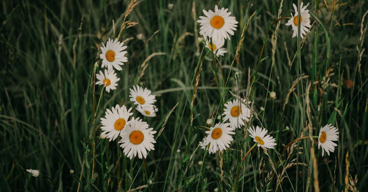 découvrez tout ce qu'il faut savoir sur la marguerite, appelée aussi daisy : sa signification, ses caractéristiques, ses utilisations et conseils d'entretien pour une floraison éclatante.