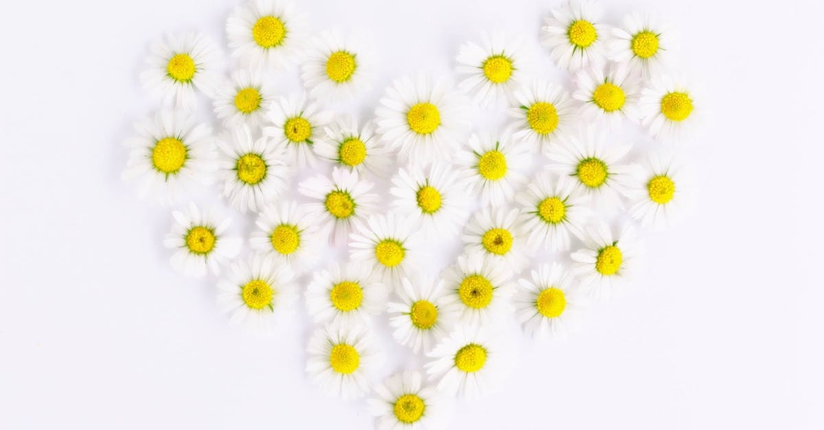 découvrez daisy, une solution innovante qui simplifie votre quotidien grâce à ses fonctionnalités avancées. profitez d'une expérience unique, intuitive et adaptée à vos besoins avec daisy.