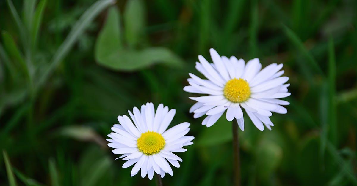 découvrez tout sur daisy : signification, origines, conseils d’entretien, idées d’utilisation et symbolique autour de cette jolie fleur pleine de fraîcheur et d’élégance.