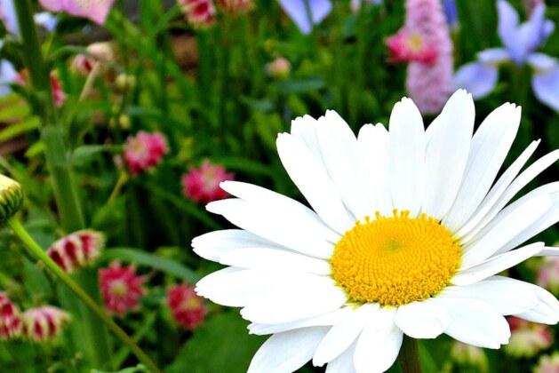 Pourquoi les vaches portent-elles le nom de Marguerite ?