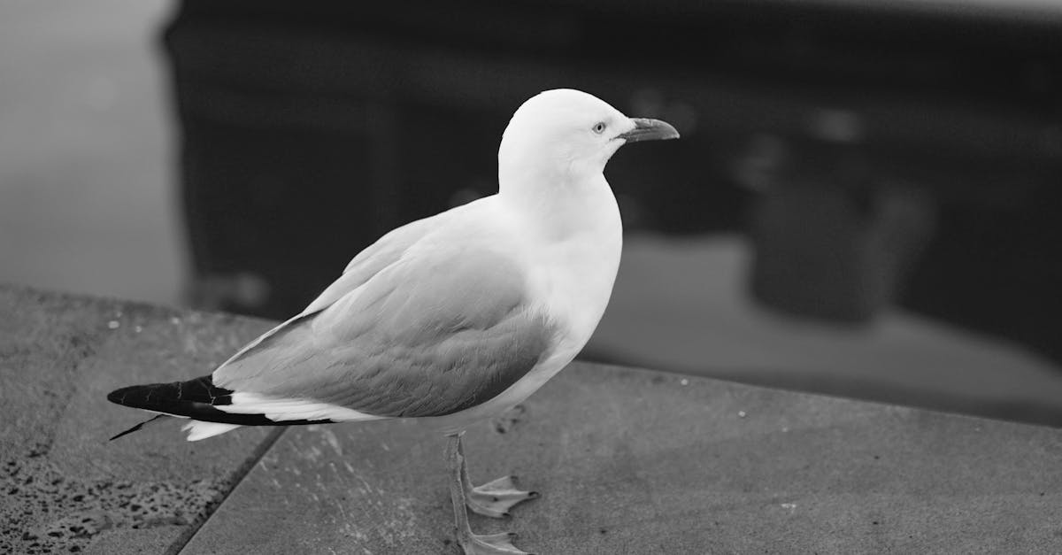 découvrez les principales différences entre divers sujets, concepts ou objets. analyse comparative claire pour mieux comprendre ce qui distingue chaque élément les uns des autres.