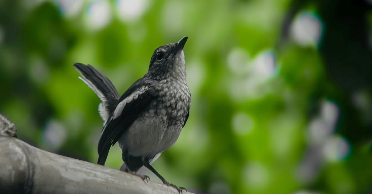 découvrez la signification de la distinction, ses usages et son importance dans divers contextes, qu'il s'agisse de reconnaissance, de différenciation ou d'excellence.
