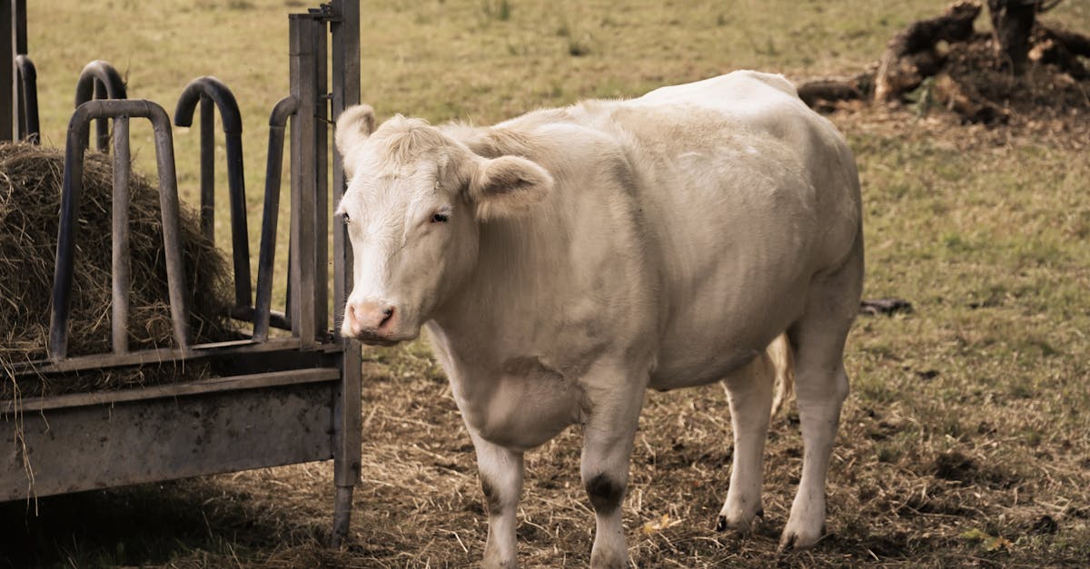 découvrez tout sur le feeding : techniques, conseils et bonnes pratiques pour nourrir efficacement les bébés, enfants ou personnes ayant des besoins spécifiques. améliorez l’alimentation et le bien-être au quotidien.