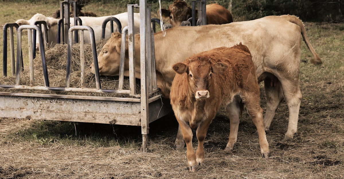 découvrez tout sur le feeding : conseils pratiques, méthodes, et astuces pour une alimentation saine adaptée à tous les âges. optimisez votre bien-être grâce à des recommandations professionnelles pour mieux nourrir votre famille.