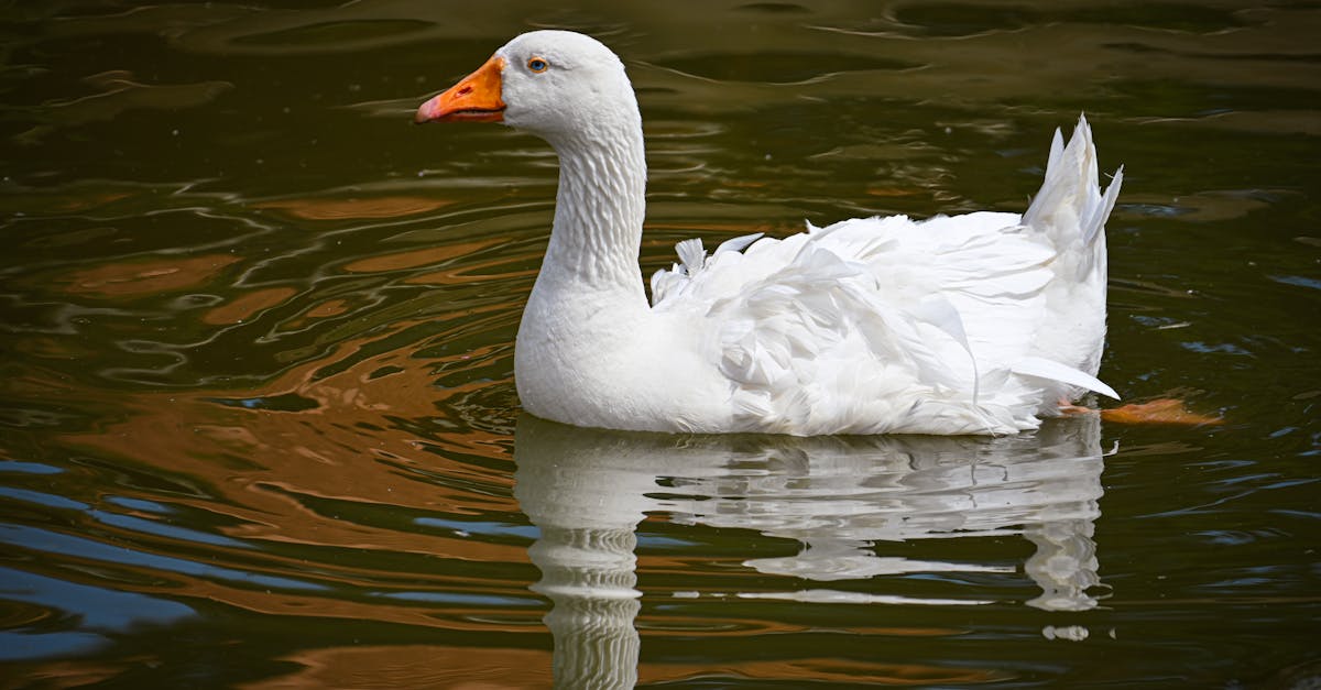 découvrez tout sur les oies : leur habitat, leur comportement, leur alimentation et leur importance dans la nature. informations et conseils pour passionnés d’ornithologie.