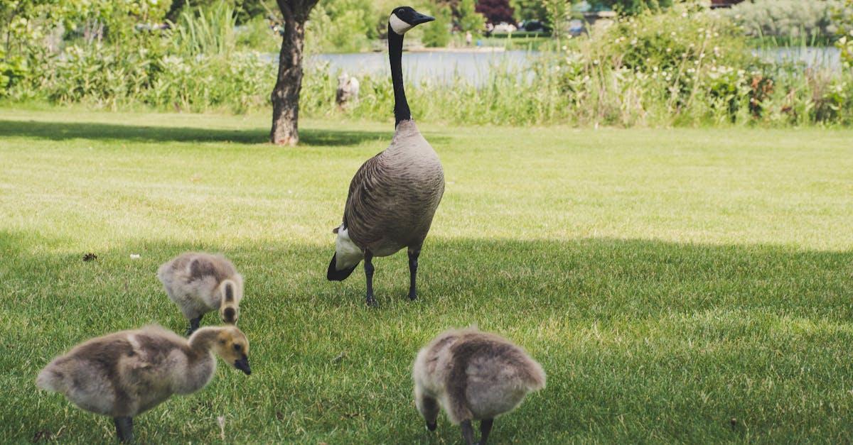 découvrez tout sur les oies : caractéristiques, habitat, comportement, alimentation et conseils pour les observer ou les élever en toute simplicité.