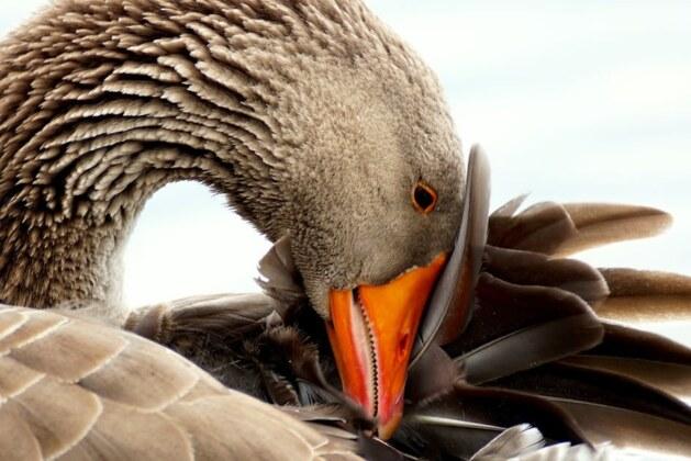 Comment distinguer une oie d’un jars : guide complet pour les identifier