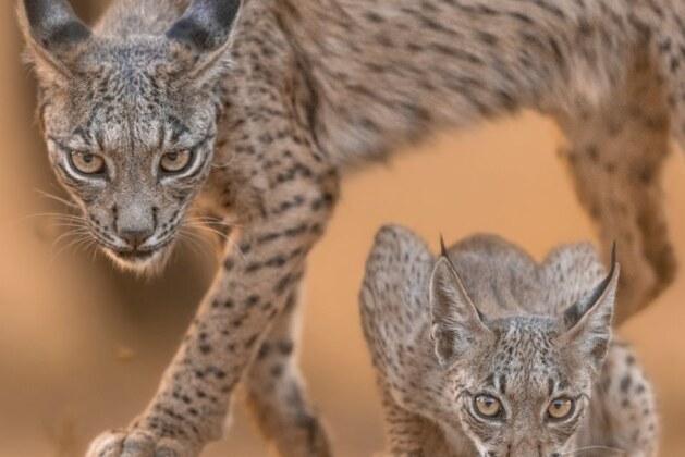 Comment l’Espagne était-elle connue avant son nom actuel ?
