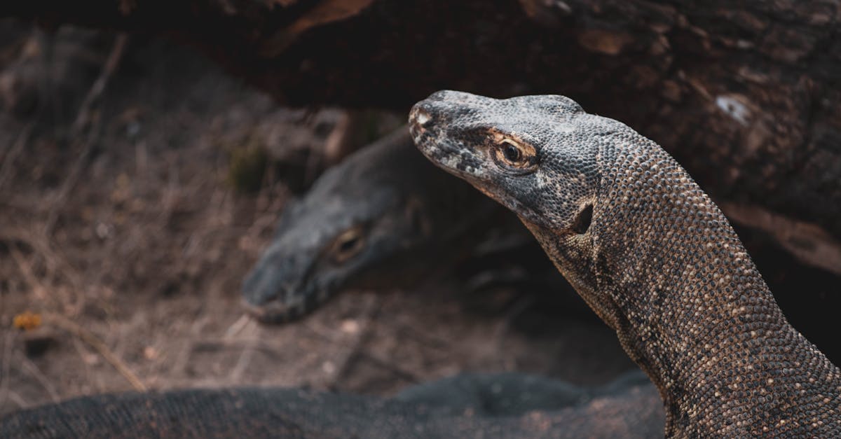 découvrez le monde fascinant des lézards : leurs différentes espèces, leurs habitats naturels et leurs comportements uniques. apprenez tout sur l’alimentation, la reproduction et les astuces pour les observer dans la nature ou en terrarium.