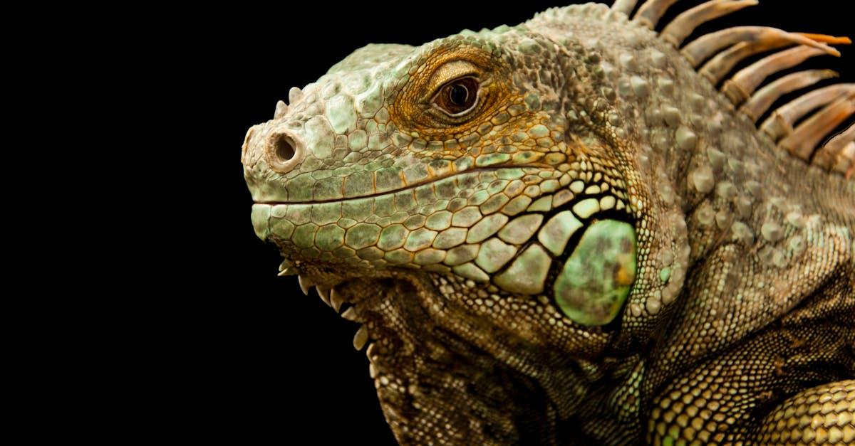 découvrez tout sur les lézards : caractéristiques, habitats, alimentation et conseils pour les observer ou les élever. apprenez-en plus sur ces fascinants reptiles du monde entier.