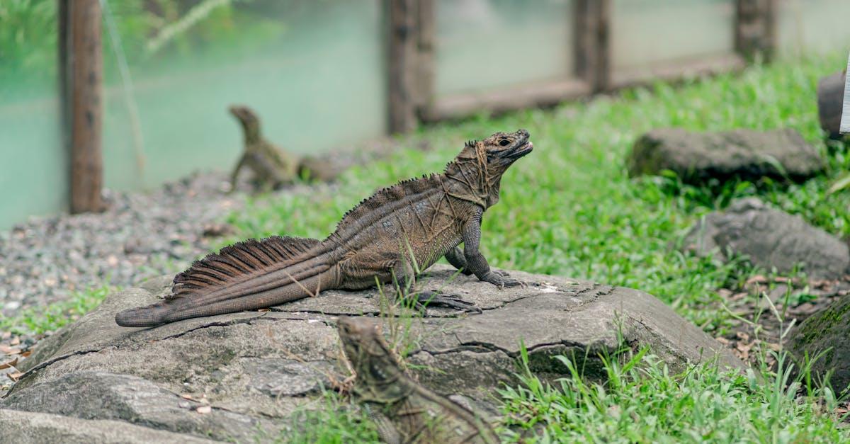découvrez tout sur les lézards : leurs différentes espèces, leur mode de vie, leurs habitats et conseils pour les observer ou les élever. explorez le fascinant monde des lézards !
