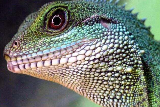 Comment se débarrasser des lézards envahissants dans votre maison