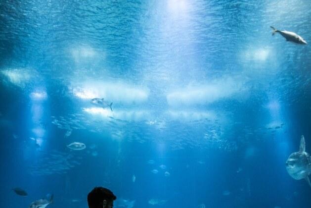 Pourquoi le poisson-lune fascine-t-il par son étrangeté dans l’océan ?