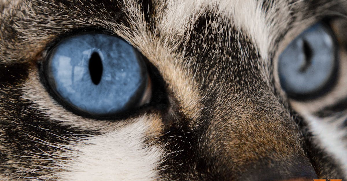 découvrez rome, la capitale italienne fascinante, célèbre pour ses monuments historiques, sa culture vibrante et sa cuisine délicieuse. partez à la découverte de ses incontournables, entre histoire antique et charme contemporain.