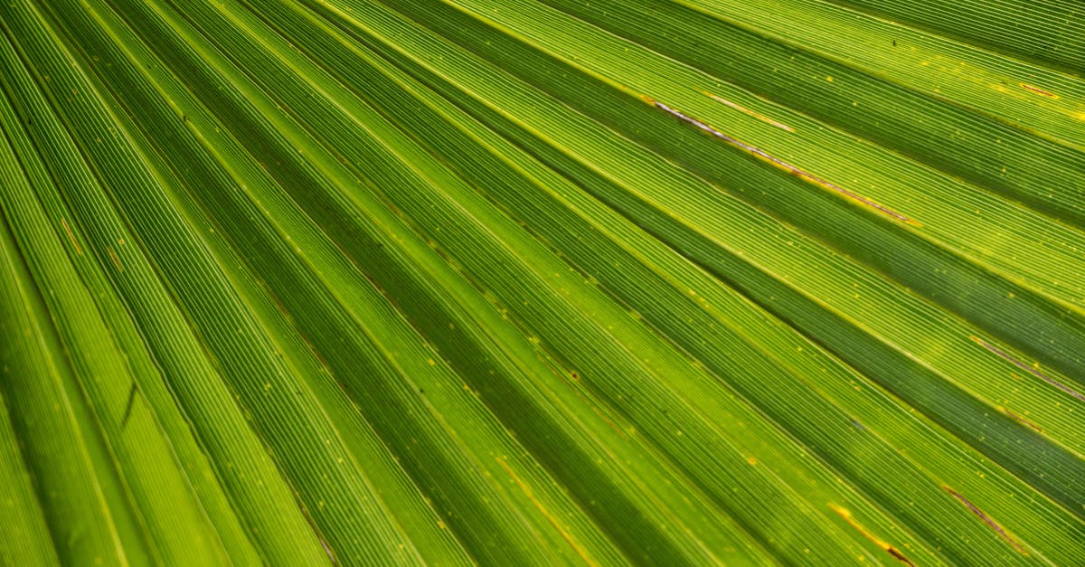 découvrez rome, la capitale italienne riche en histoire, monuments antiques et culture vibrante. explorez ses sites emblématiques, sa cuisine savoureuse et son atmosphère unique, pour un voyage inoubliable au cœur de l’italie.