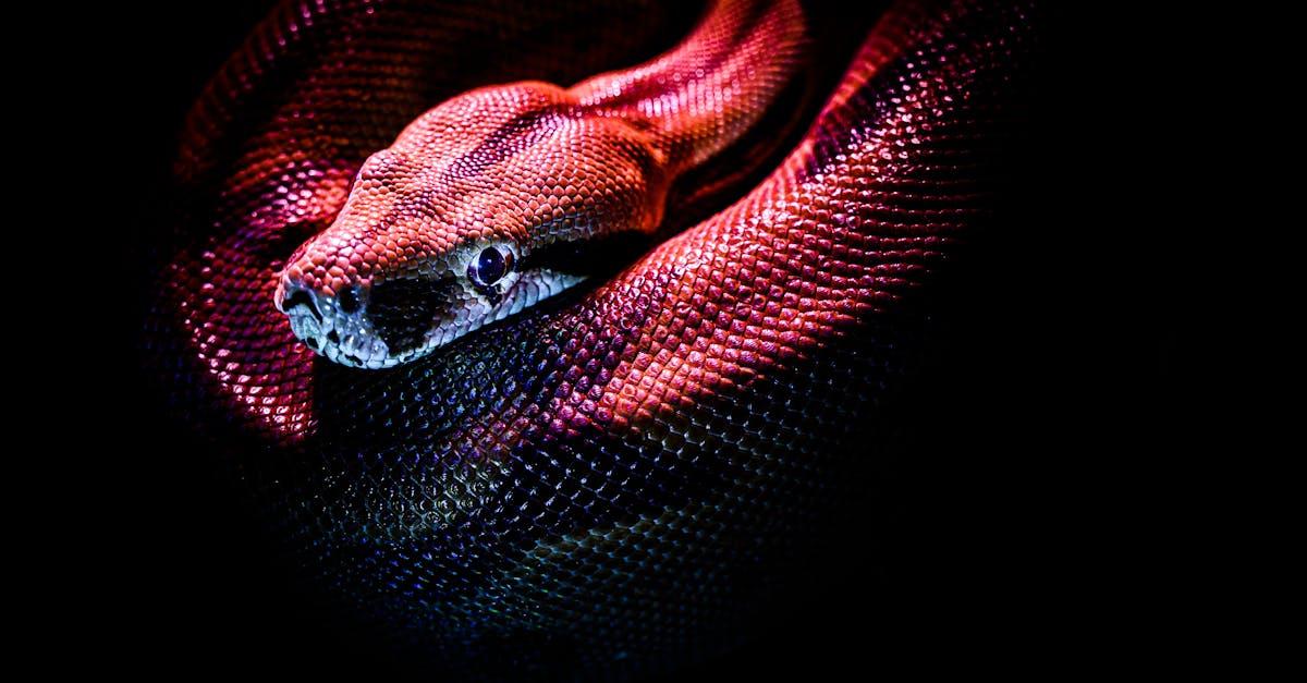 découvrez tout ce qu'il faut savoir sur le snake hole : définition, caractéristiques, origines et conseils pour identifier ou prévenir ces trous curieux dans la nature ou en milieu domestique.