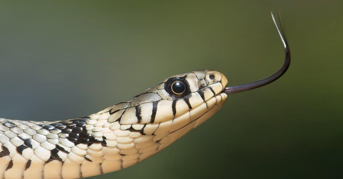 découvrez le monde mystérieux des snake holes : explications, rôle dans la nature et importance pour l’écosystème. informez-vous sur les habitats des serpents et leur utilité !